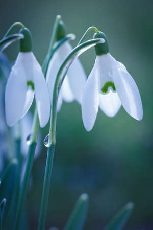 Easter background with snowdrops on bokeh background in sunny spring gardenの写真素材