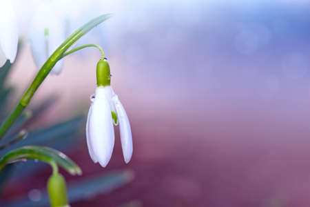 White snowdrops flower in sunny garden . Easter background.