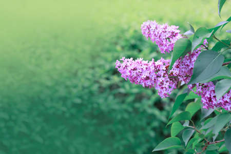 Branch with spring lilac flowers in garden isolated on green.の写真素材