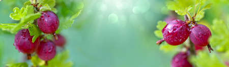 Ripe gooseberries berries on a branch with green leaves in garden, close upの写真素材