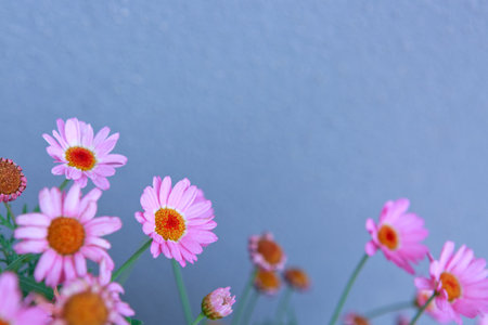 Close up of pretty pink daisies isolated on gray.