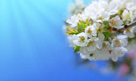 White cherry flowers isolated on blue sky background.の写真素材