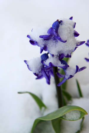 Close up of a purple hyacinth in the snow.Spring background.の写真素材
