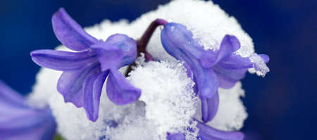 Close up of a purple hyacinth in the snow.Spring background.