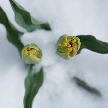Snow falling on tulip flowers. Spring background.の写真素材