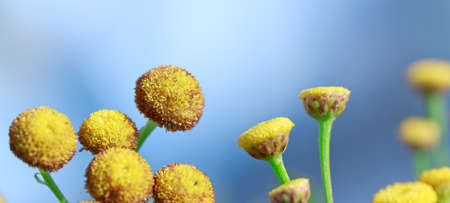 A closeup of Craspedias in a garden under the sunlight with a blurry backgroundの写真素材