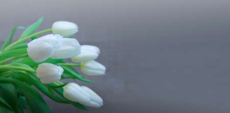 White tulips isolated on gray background close-upの写真素材