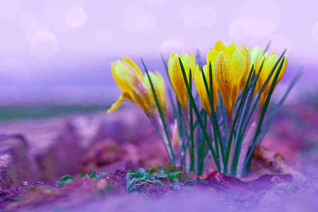 Spring background with close-up of a group of blooming crocus flowers on a meadow.の写真素材
