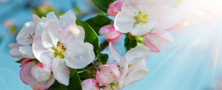Apple blossoms and blue sky in spring day.