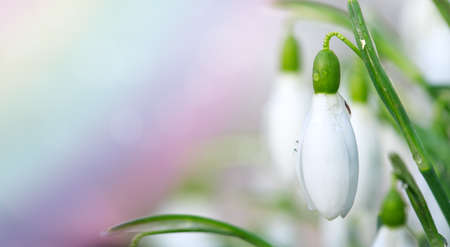 White snowdrops flower in sunny garden . Easter background.