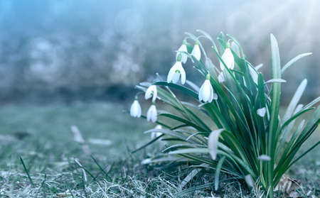 White snowdrops flower in sunny garden . Easter background.の写真素材