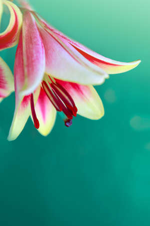 Colorful lily flower isolated om green background.の写真素材