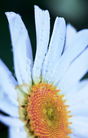 Macro Shot of white daisy flower in sunset light.の写真素材