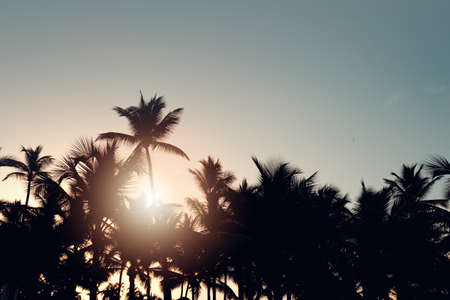 Palm trees at sunset in background. Tropical paradise landscape.の写真素材