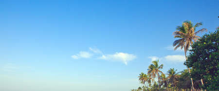 Palm trees and blue sky, tropical sunshine in the Caribbean.