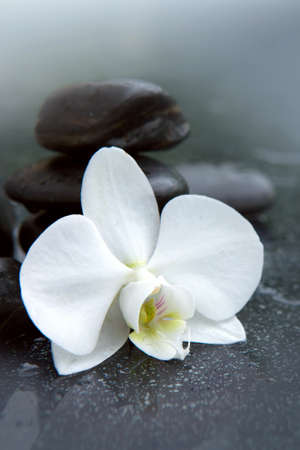 White orchid flower and stone with water drops isolatedの写真素材