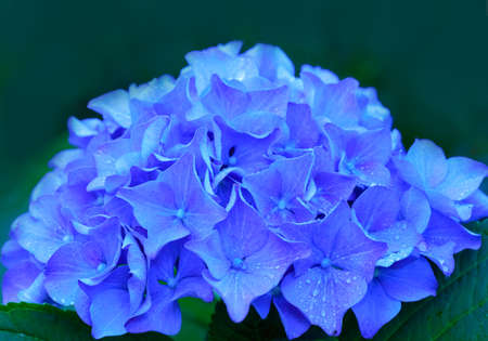 Macro image of Blue Hydrangea flower on green .