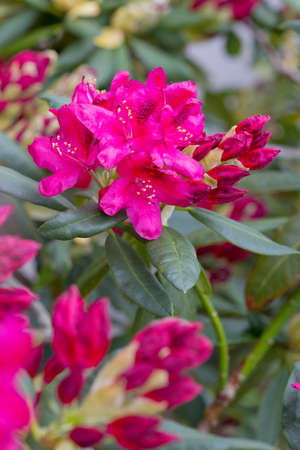 Red azalea flowers isolated on blur backgroundの写真素材