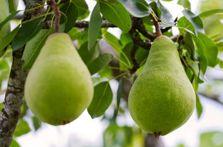 Big juicy yellow pear growing on a tree branchの写真素材
