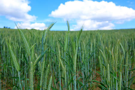 Green wheat field and blue sky.の写真素材