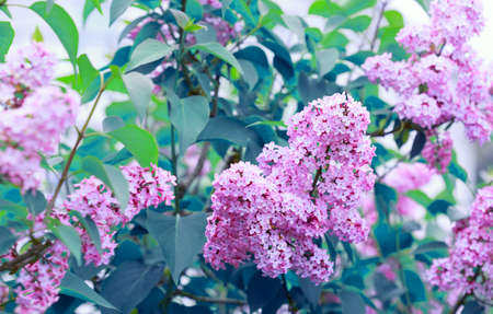 Spring lilac flowers in garden isolated on green.の写真素材