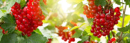 Red currant berries in dew drops on a bush in the summer garden.の写真素材
