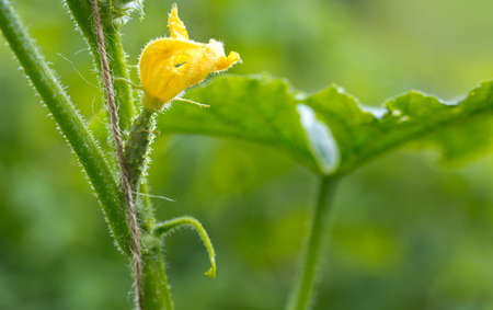 Yung cucumbers grow in the greenhouse. Nature background.の写真素材
