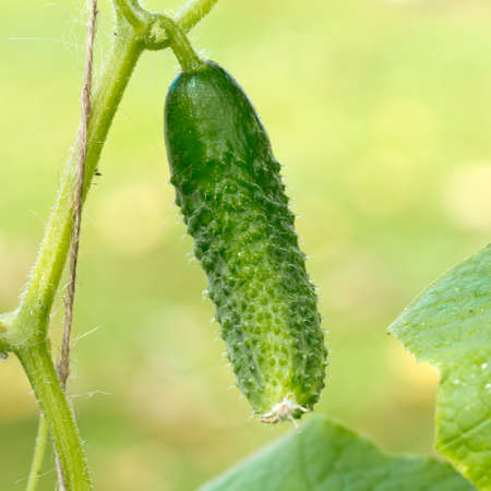 Yung cucumbers grow in the greenhouse. Nature background.の写真素材