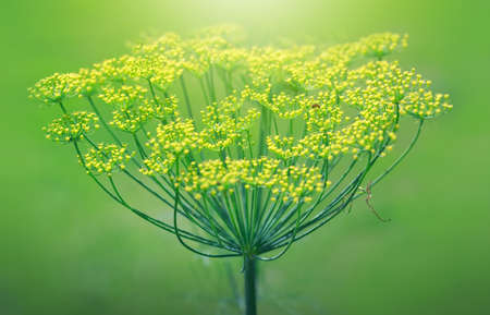 Blooming fennel in a garden and sunlight.の写真素材