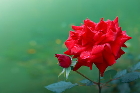 Red rose flowers with raindrops on green background .の写真素材