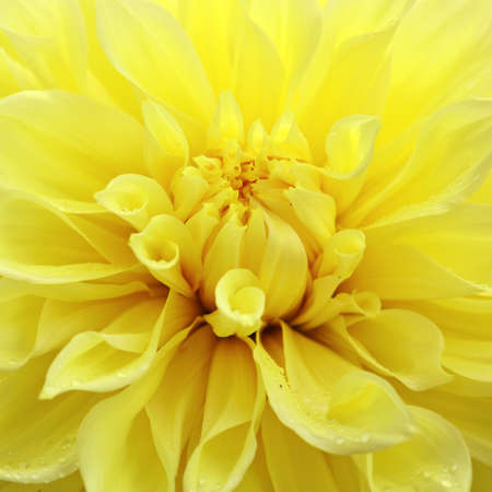 Yellow dahlia flower close up in summer garden.の写真素材