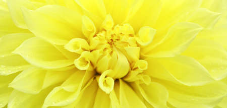 Yellow dahlia flower close up in summer garden.の写真素材