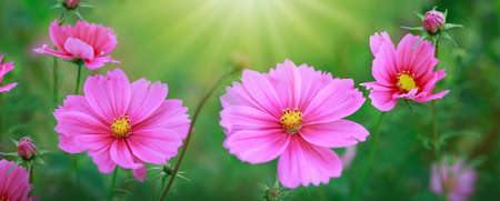 Pink cosmos flowers isolated on green. Nature geen background.の写真素材