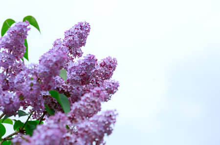 Branch with spring lilac flowers in garden isolated on sky background.の写真素材