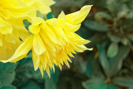 Yellow dahlia flower close up in summer garden.の写真素材