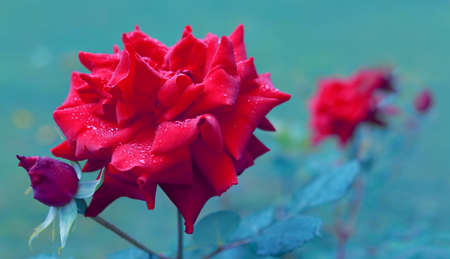 Red rose flowers with raindrops on green background .の写真素材
