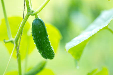 Yung cucumbers grow in the greenhouse. Nature background.の写真素材