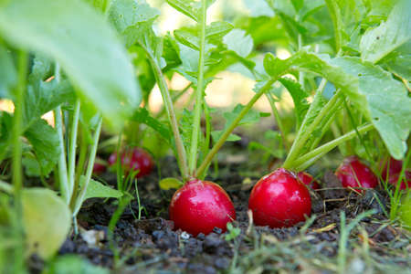 Red radish grows in the summer garden. selective focus.の写真素材