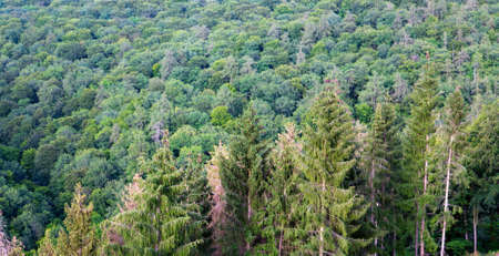 Summer forest background, beautiful bird eye view on green trees .の写真素材