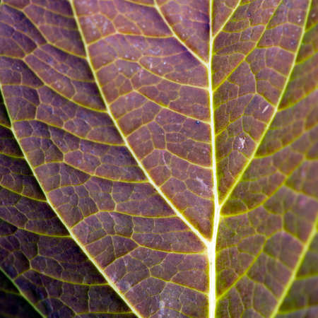 Abstract red leaf, detail of leaf texture background .