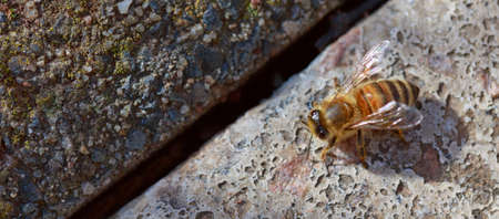 Close Up of the colorful of the Orange Bee , sitting on a stoneの写真素材