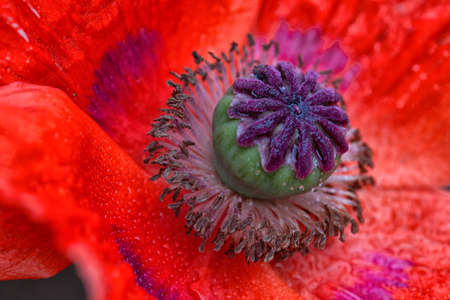 Close Up shot of a large red poppy flower.の写真素材
