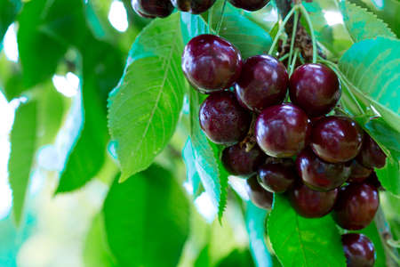 Close up on big Cherries hanging on a cherry tree branch.の写真素材