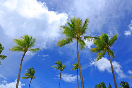 Palm trees and blue sky, tropical sunshine in the Caribbean.の写真素材