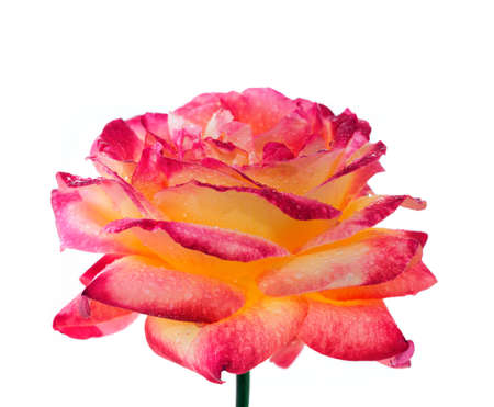 Pink rose close up isolated on white background.の写真素材