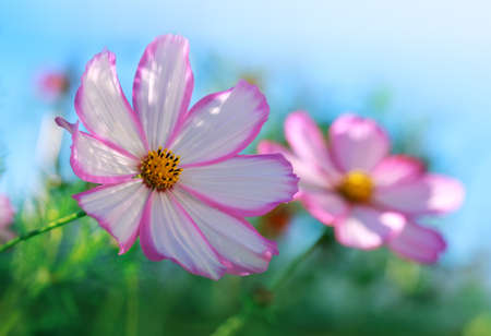 Closeup of pink cosmos flowers. Summer background.の写真素材