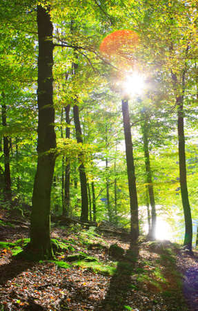 Sunlight in summer forest with green trees and blue sky.の写真素材