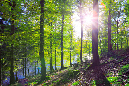 Summer beech trees on the sun and forest lake. Nature background.の写真素材