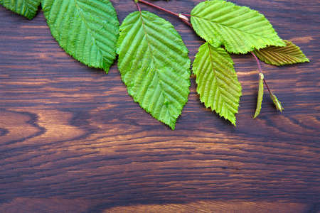 Green leaves on brown wooden background.Top view.Copy spaceの写真素材