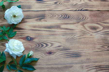 Two white roses on brown wooden background.